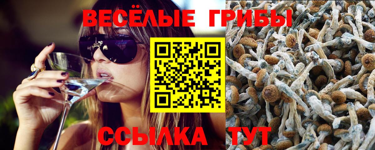 Галлюциногенные грибы Psilocybine cubensis Сочи